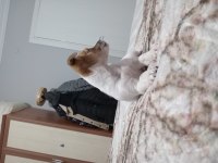Acil sahiplendirilecek jack russell