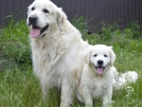Golden Retriever Yavrular İstenirse Kapınıza Teslim