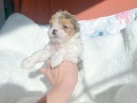 Show kalite tea cup morkie yavrularımız