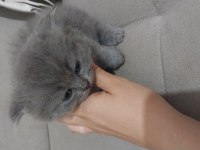 1 aylık scottish fold ve british yavrular