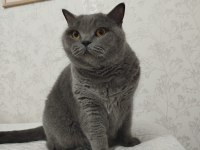 Akıllı Kedimi Sahiplendiriyorum