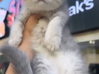 Scottish Fold Dişi Blue Golden
