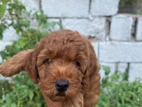 Toy poodle 2 aylık