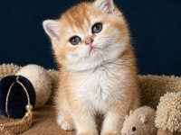 British Shorthair Golden Ve Golden Point Yavrular