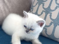 Blue Point yavru british shorthair
