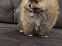Pomeranian Tea Cup