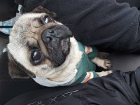 2 yaşında kızım pug