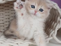 British Shorthair Golden Yavru Safkan