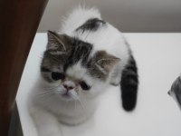 Çok sevimli çok oyuncu son kalan bebekleim