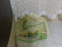 Toplu muhabbet kuşu ucuz 3 erkek ve 2 dişi