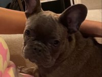 4.5 AYLIK FRENCH BULLDOG BLUE