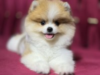 Mini boy pomeranian