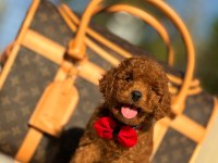 Çiftlikten Poodle Yavrularımız Dişi Ve Erkek