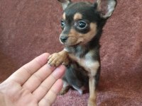 Hem minyatür hemde sevimli pinscher bebekler
