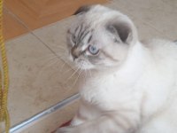 Güzel scottish fold kızım