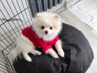 Pomeranian boo 6 aylık