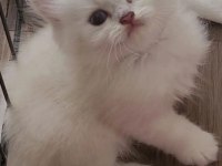 En güzelleri british longhair