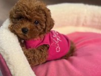 Toy poodle 2 aylık