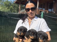 Rottweiler FCI şecereli yavrular