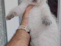Scottish fold kedimiz