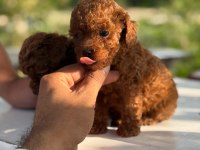 Micro teacup toy poodle yavrular teslime hazır ev ortamı