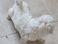 0 numara maltese terrier bebekler