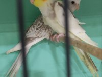 Beta petshop sultan papağanı
