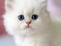 Benzeri Olmayan NS1133 British Longhair