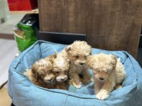 Maltipoo 2 aylık bebekler