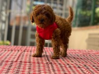 Safkan Red Brown Toy Poodle Bebekler