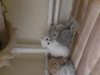 Safkan orjinal british shorthair yavrular