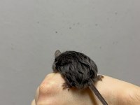 Lab - Rat - Dumbo Rat - Panda Mice Adrese Teslim Mevcut
