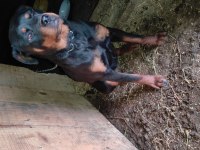 Eğitilmeye hazır yavru rottweiler