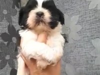 Shih tzu yavruları 0_3 aylık