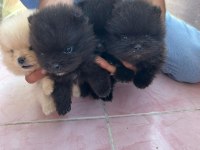 POMERANİAN BOO YAVRULARIM YUVALARINI ARIYORLAR