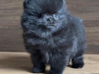 Özel renk nadir kalite pomeranian