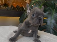 RENGARENK FRENCH BULLDOG YAVRULARIM EGZOTİK