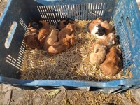 Ginepigler sütten yeni kesildiler
