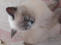 Safkan British Shorthair