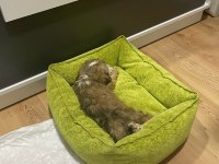 Morkie yavrumuzu sahiplendiriyoruz