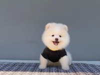 Pomeranian Yavrularımız