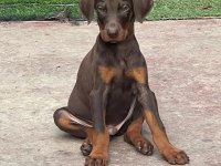 Türkiyenin en güvenilir çiftliğinden Doberman