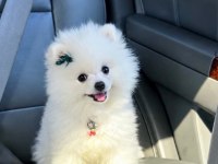 TEO isimli pomeranian yeni aile arıyor
