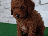 Toy poodle yavrumuz