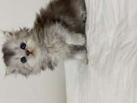 Son 2 yavru british shorthair