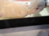 Axolotl Meksika semenderi