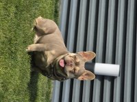İsabella Tan French Bulldog (Fluffy-Coco) Carrier
