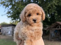 Sütlü Kahveli Maltipoo Oğlumuz