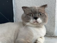 Scottish fold erkek 1,5 yaşında kısır