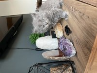 Uyguna Verilecek British Longhair Orjinal Irk